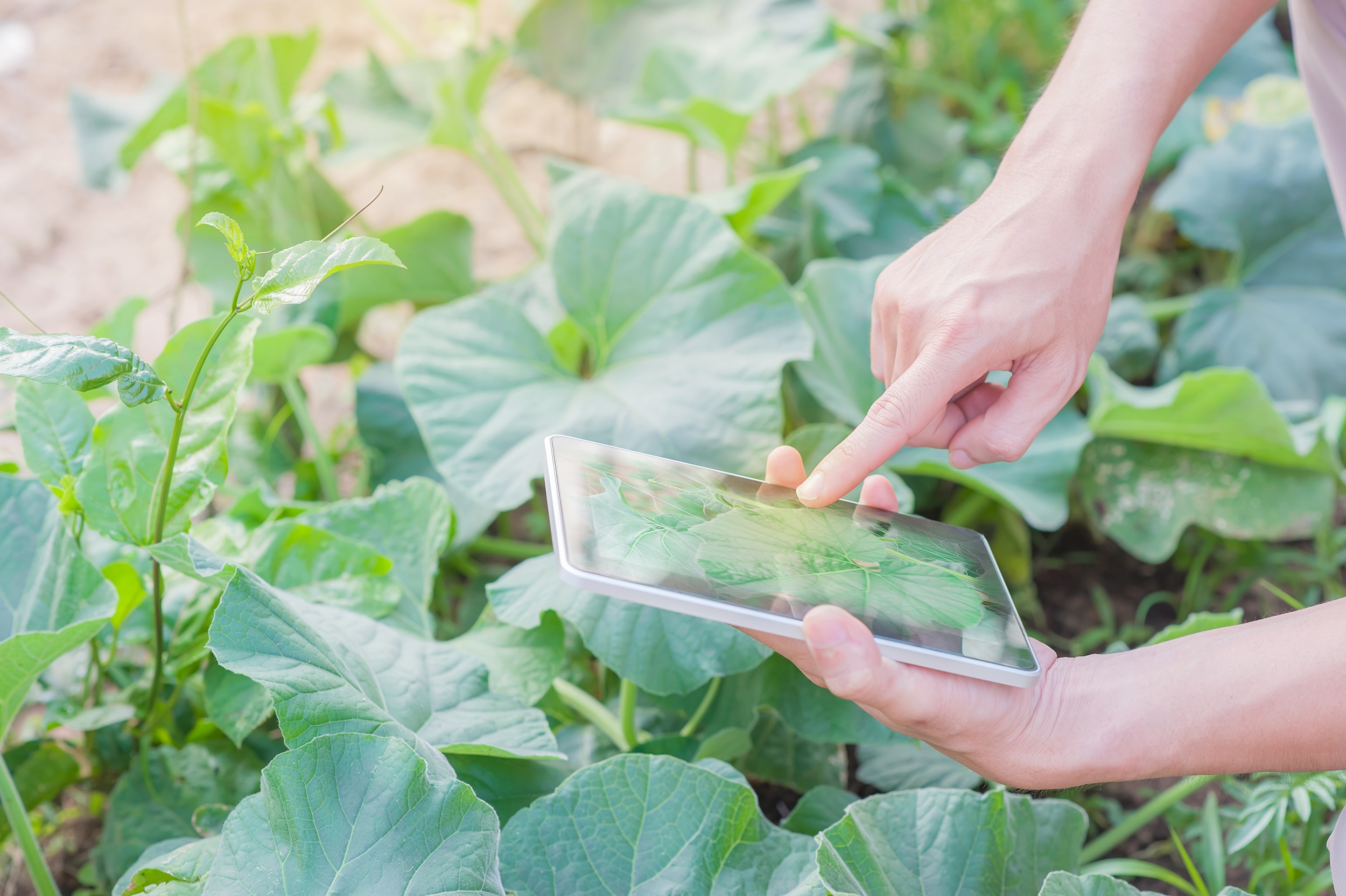 Agriculture industrielle of farming checking plants