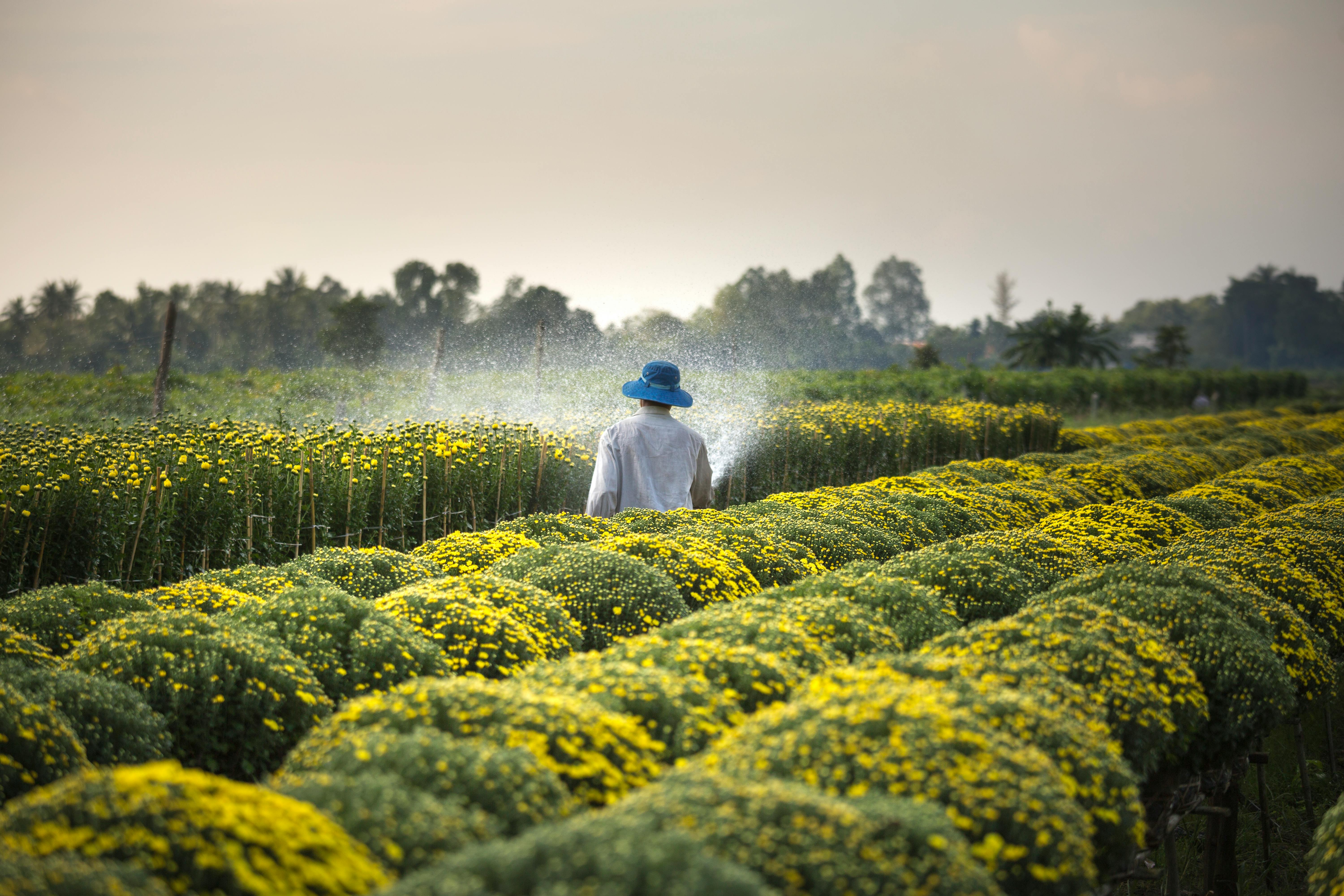 Agriculture worker in a field.